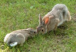 Rabbits together