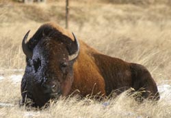 Buffalo in the spring in Montana