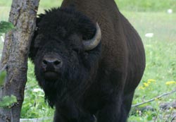 Buffalo in Montana