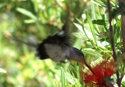 An Arizona Humming Bird