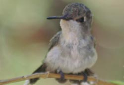 An Arizona humming bird