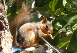 Squirrel