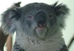 Koala