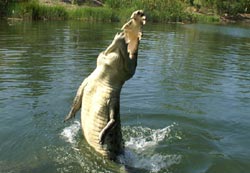 Crocodile in Australia