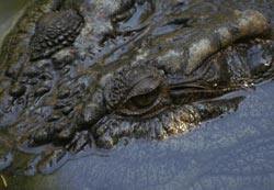Croc up close