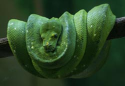 Green snake