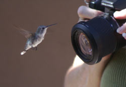 Penny taking picture of a Humming Bird