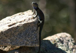 Lizard in Madera Canyon