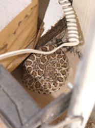 Diamondback Rattle Snake