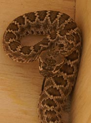Diamondback Rattle Snake