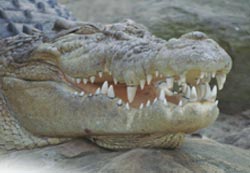 Croc up close in Australia