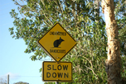 Bandicoots crossing sign
