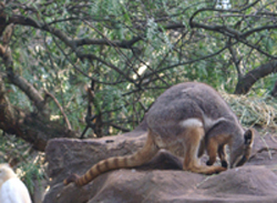 Ringtail Kangaroo
