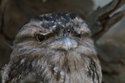 Tawn Frogmouth