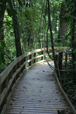 Boardwalk in Rain Forest