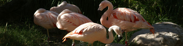 James and Penny Paddock Banner