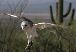 Barn owl preparing to fly