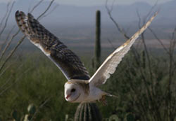 Barn owl in flight