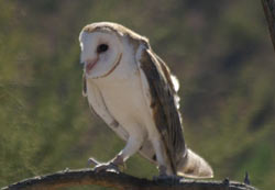 Barn Owl
