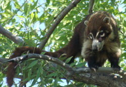 Coatimundi