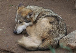 Coyote