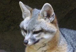 Gray Fox