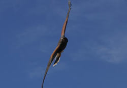 Harris Hawk in flight