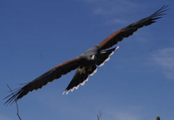Harris Hawk in flight