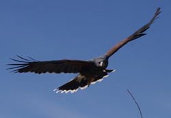 Harris Hawk in flight