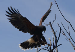 Harris Hawk