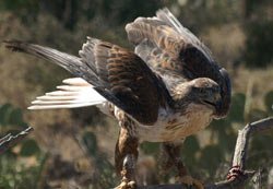 Hawk