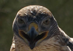 Hawk