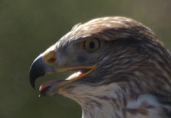 Hawk