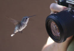 Humming Bird posing