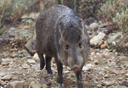 Javelina