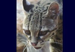 Margay