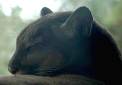 Mountain Lion