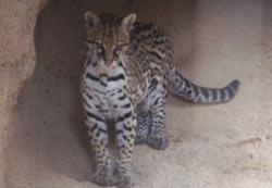 Ocelot