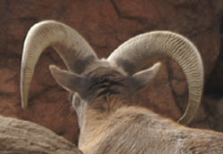 Ram