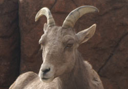 Ram
