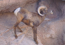 Ram