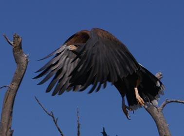 Harris Hawk