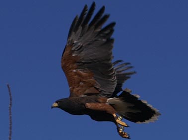 Harris Hawk