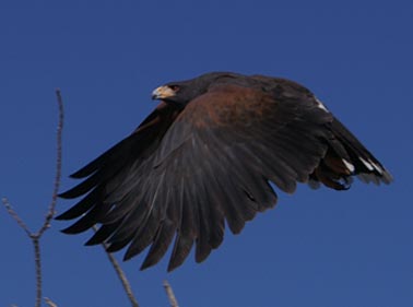 Harris Hawk