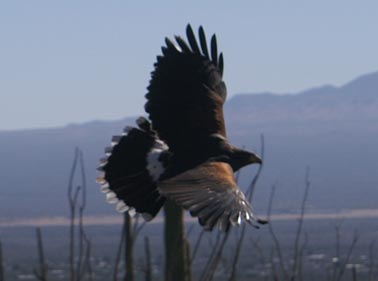 Harris Hawk