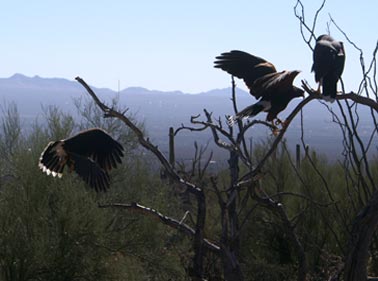Harris Hawks