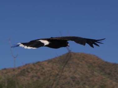 Harris Hawk