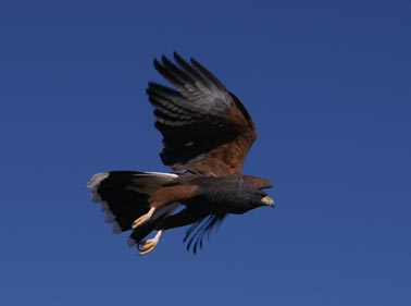 Harris Hawk