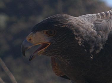 Harris Hawk