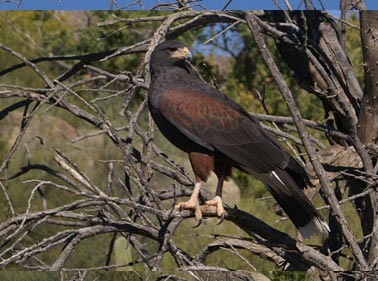 Harris Hawk